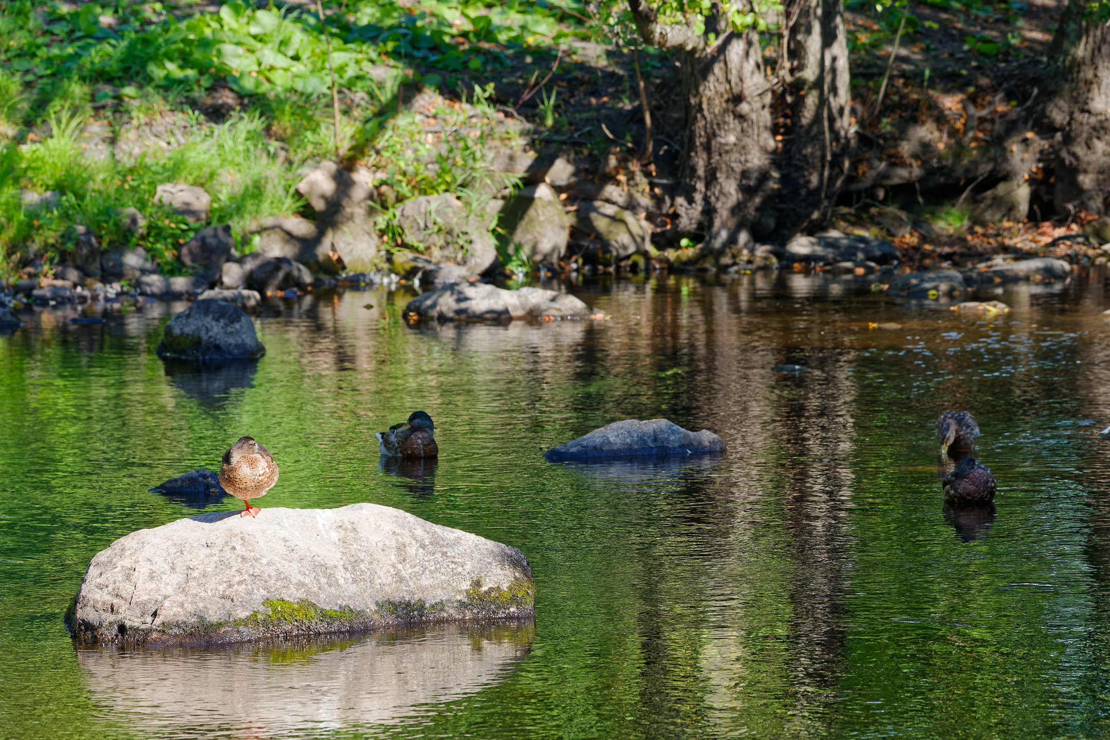 Stadtpark Gävle, Schweden 2024